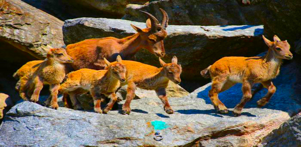 Alpenzoo Innsbruck - Tirol