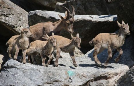 Alpenzoo Innsbruck - Tirol